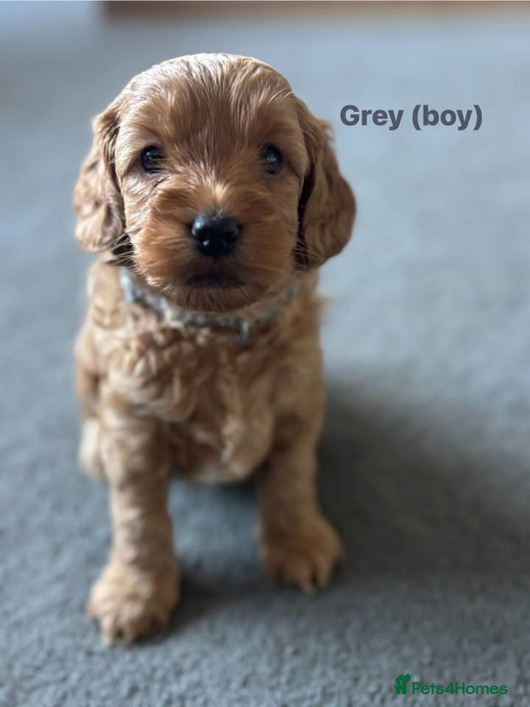 Cockapoo dogs for sale: Beautiful cockapoo puppies  - Advert 9