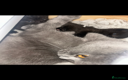 Mixed Breed cats for sale: Beautiful Mixed  - Image 3