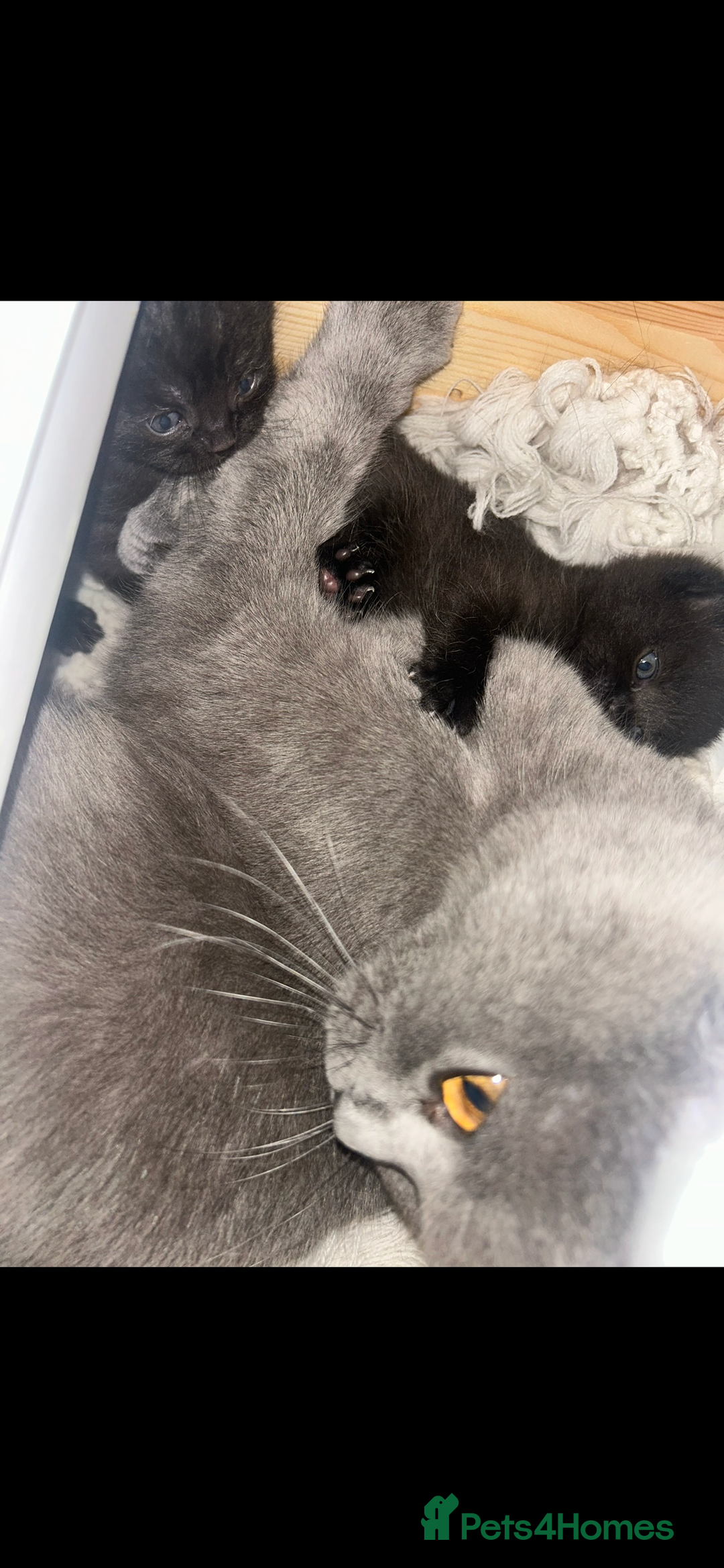 Mixed Breed cats for sale: Beautiful Mixed  - Image 3