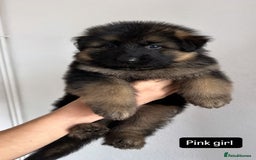 German Shepherd dogs for sale: BIG BONDED, LONG HAIRED GSD PUPPYS  - Image 21