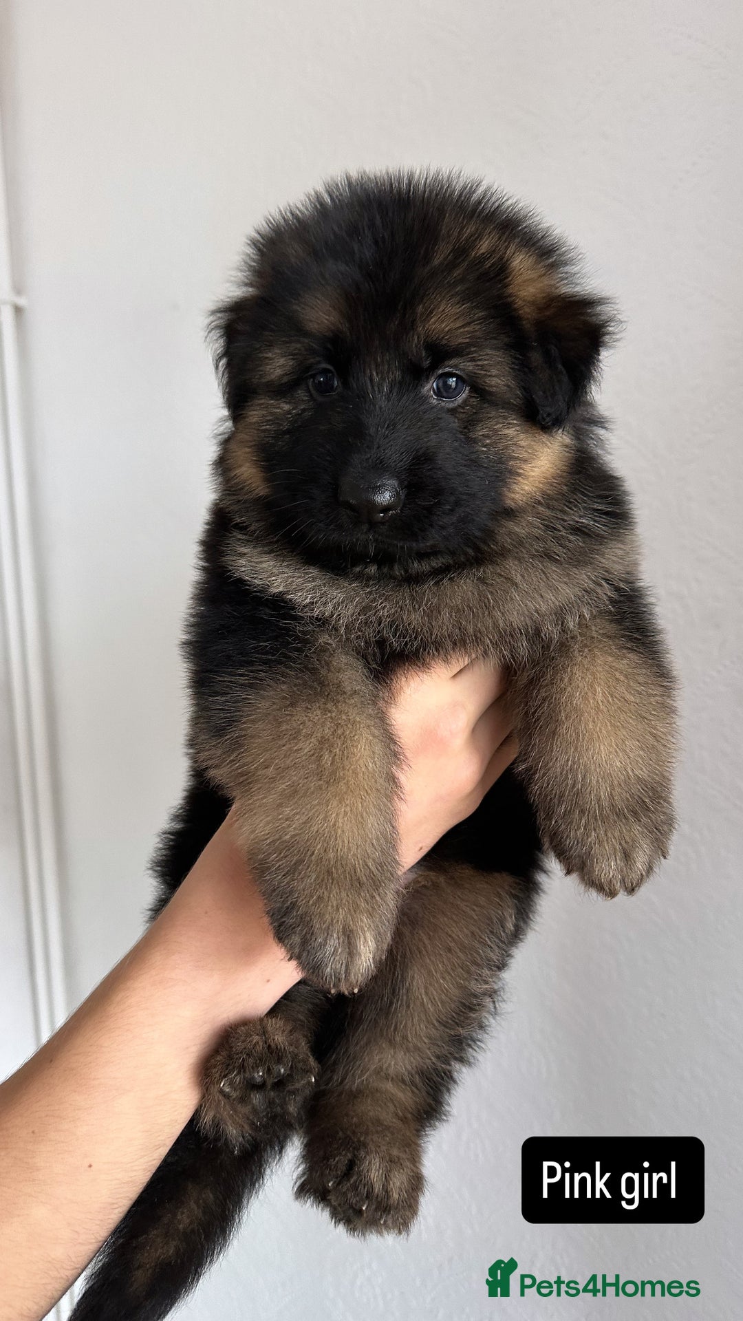 German Shepherd dogs for sale: BIG BONDED, LONG HAIRED GSD PUPPYS  - Image 21