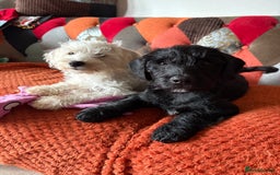 Mixed Breed dogs for sale: Gorgeous puppies ready for their forever homes - Image 4