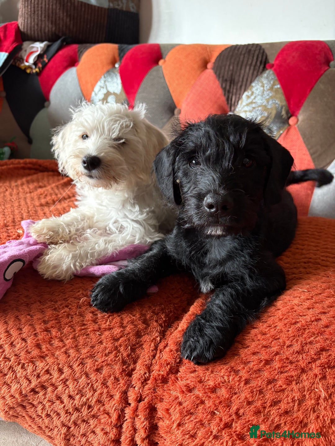 Mixed Breed dogs for sale: Gorgeous puppies ready for their forever homes - Image 4