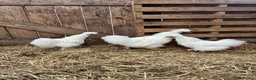 Chickens poultry for sale: Silkie breeding pair  in Cairndow - Advert 4