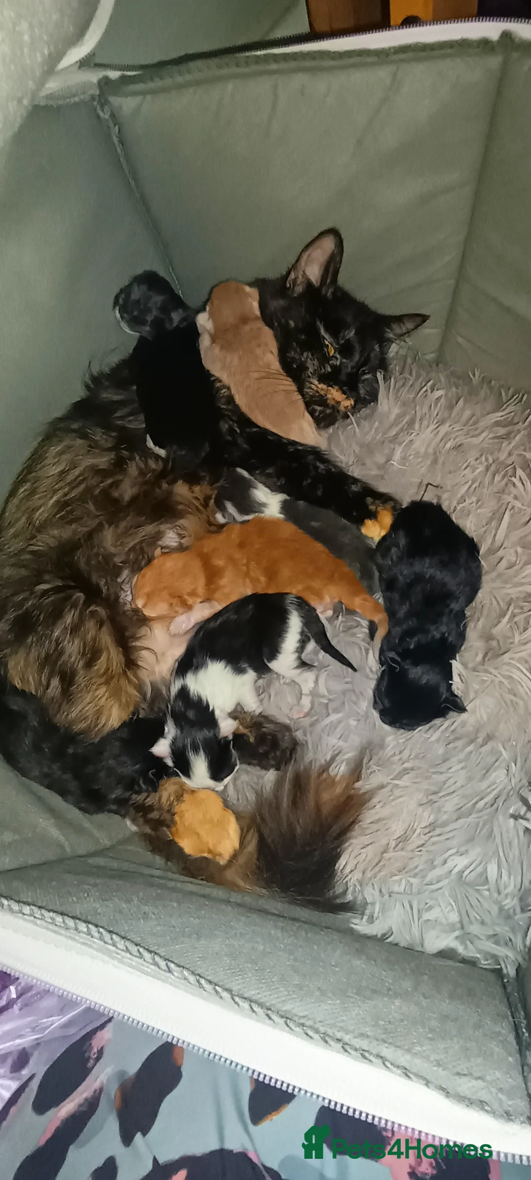 Mixed Breed cats for sale: Beautiful long haired kittens - Advert 2