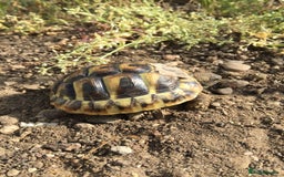 Hermann Tortoise reptiles for sale: Baby Hermanns tortoises  - Advert 3