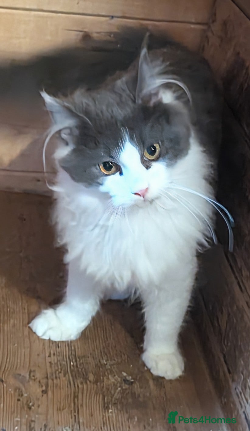 Maine Coon cats Maine Coon Pedigree kittens - Advert 8