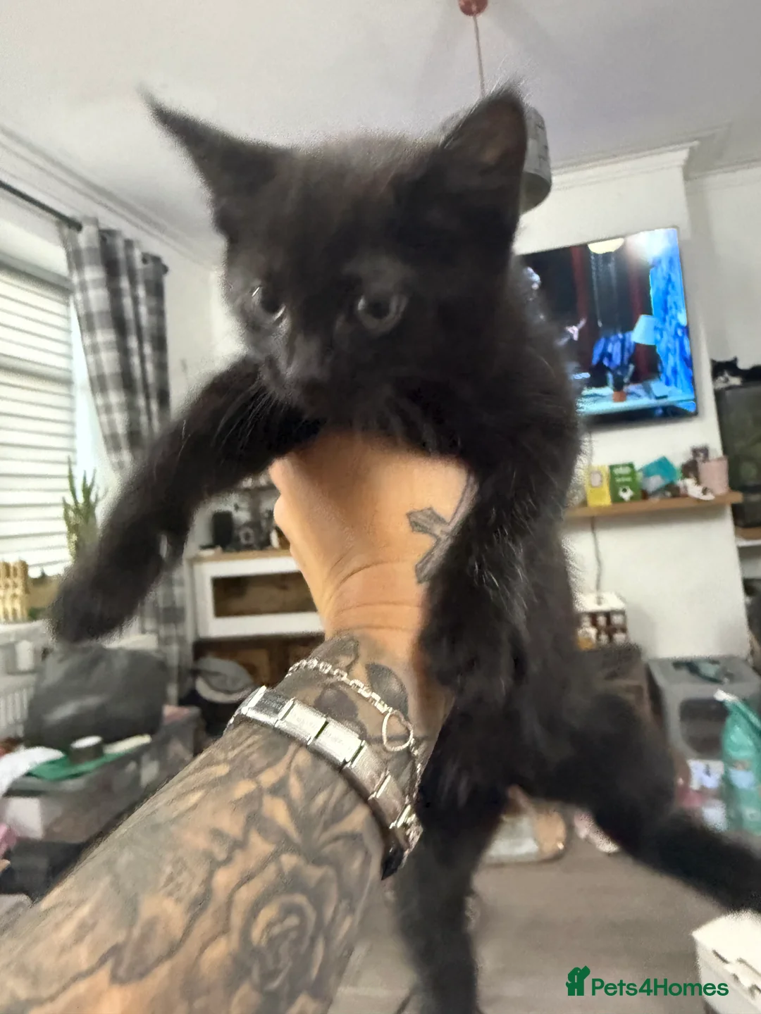 Mixed Breed cats for sale: Chunky fluffy kittens - Advert 2