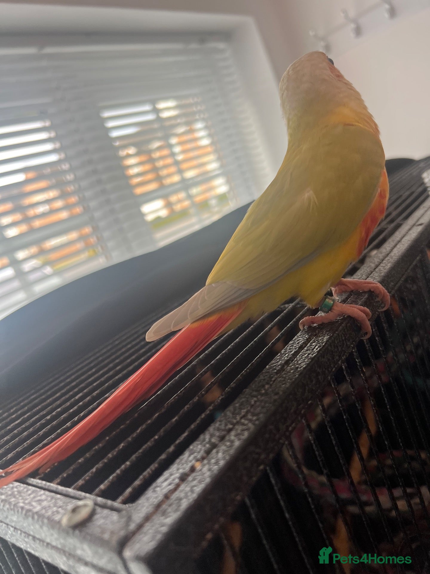 Conures birds Hand-Reared Baby Conures, Quakers & ringnecks - Advert 2
