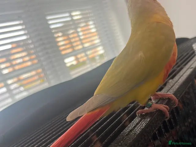 Conures birds for sale: Hand-Reared Baby Conures, Quakers & ringnecks - Advert 2