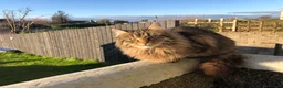 Mixed Breed cats for sale: Female longhair  in Ardrossan - Advert 5