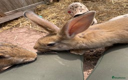 Continental Giant rabbits for sale: Continental giant - Image 19