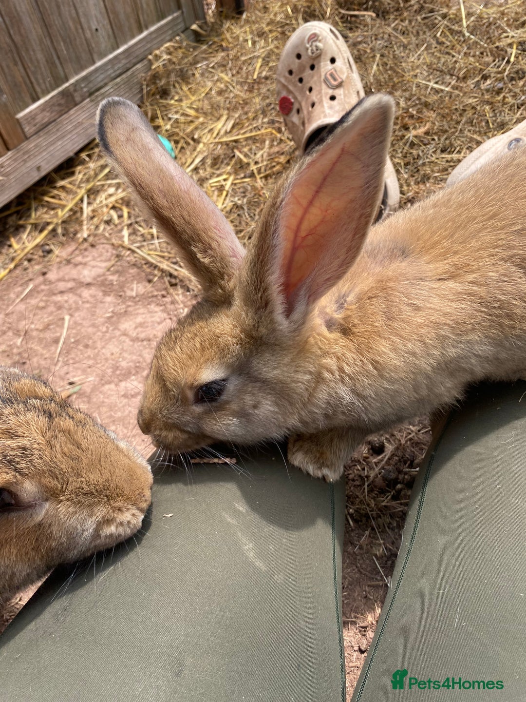 Continental Giant rabbits for sale: Continental giant - Image 19