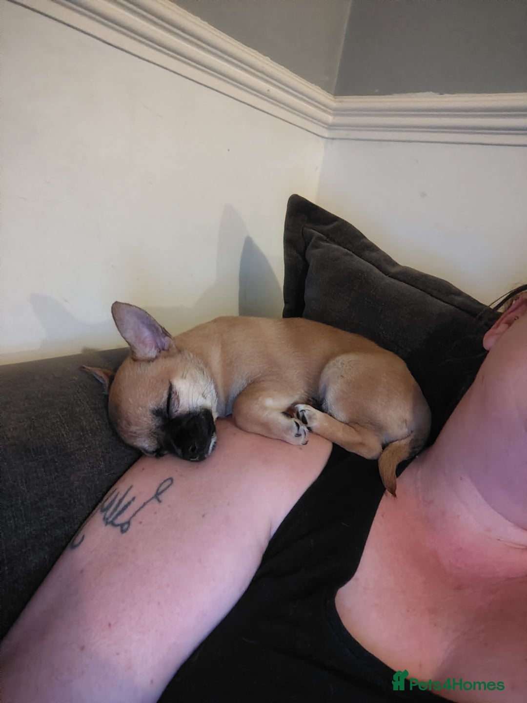 Pomchi dogs for sale: Pomchi girl phoebe  - Advert 14