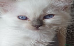 Ragdoll cats for sale: Beautiful GCCF lilac and Cream Point kittens - Image 29