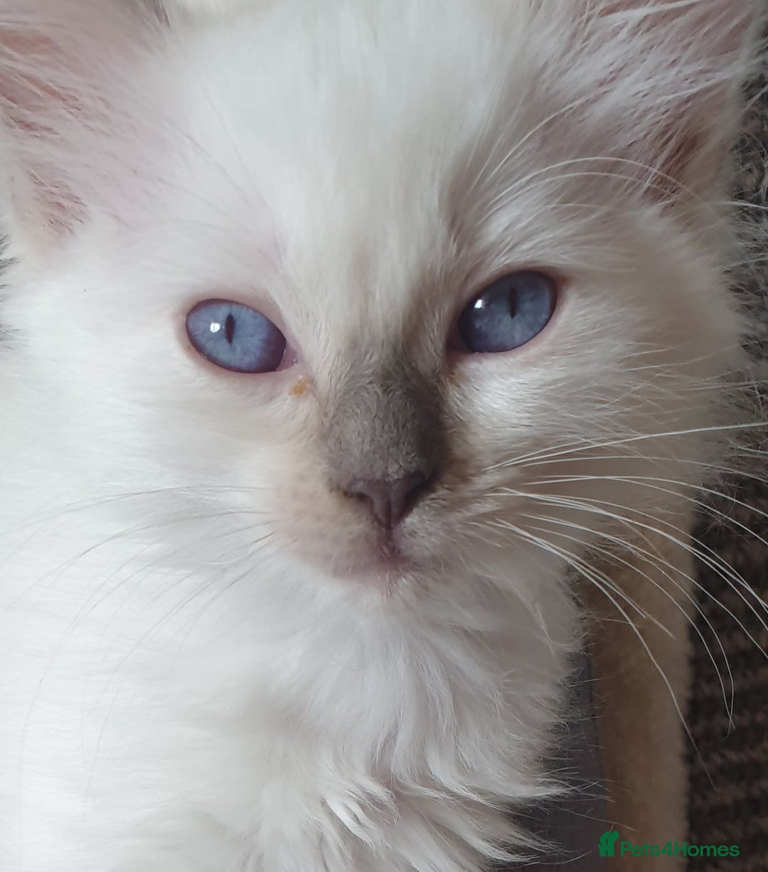 Ragdoll cats for sale: Beautiful GCCF lilac and Cream Point kittens - Image 29