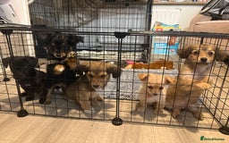 Chiweenie dogs for sale: chiweenies READY NOW !  - Image 1