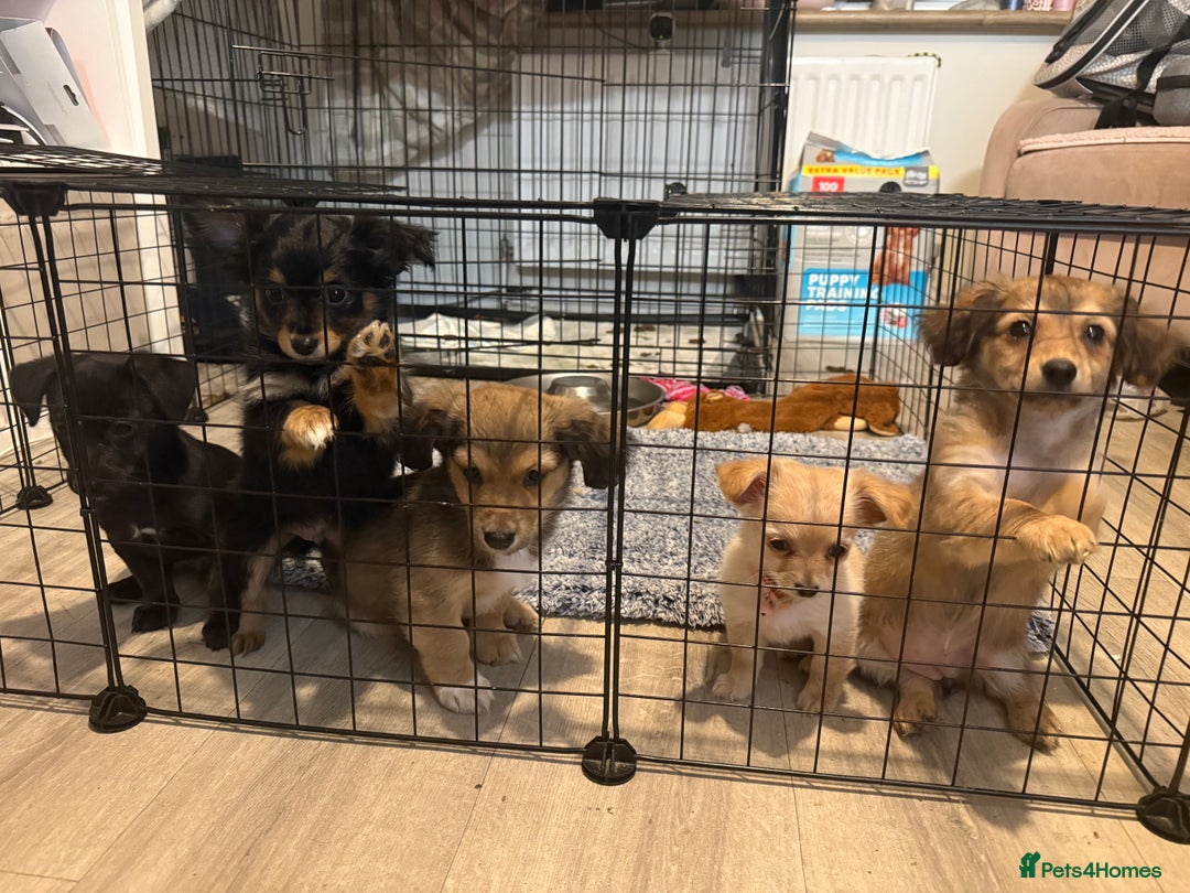 Chiweenie dogs for sale: chiweenies READY NOW !  - Image 1