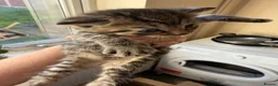 Mixed Breed cats for sale: Beautiful kittens for sale  - Advert 4