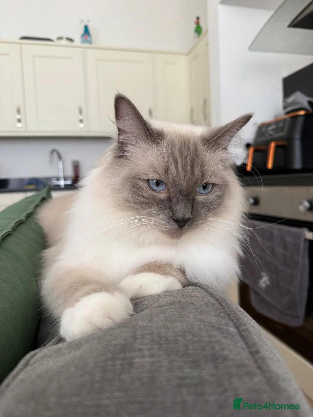 Ragdoll cats for sale: Female Ragdoll  - Advert 1