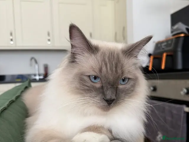 Ragdoll cats for sale: Female Ragdoll - Advert 5