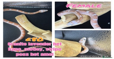 Corn Snake reptiles - Advert 8