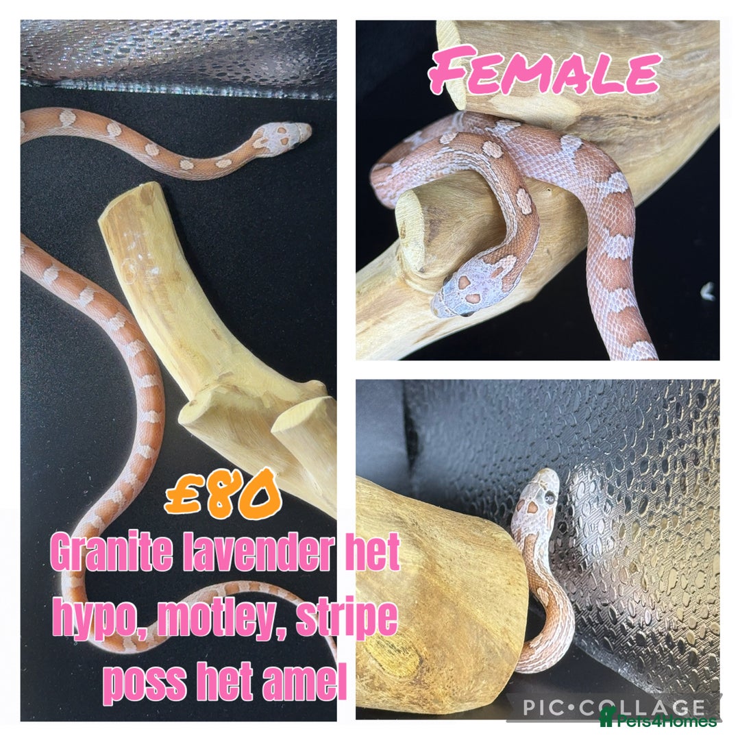 Corn Snake reptiles for sale: Different variations of lavender corn snake babies - Image 2