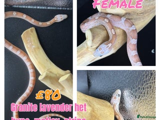 Corn Snake reptiles - Advert 7