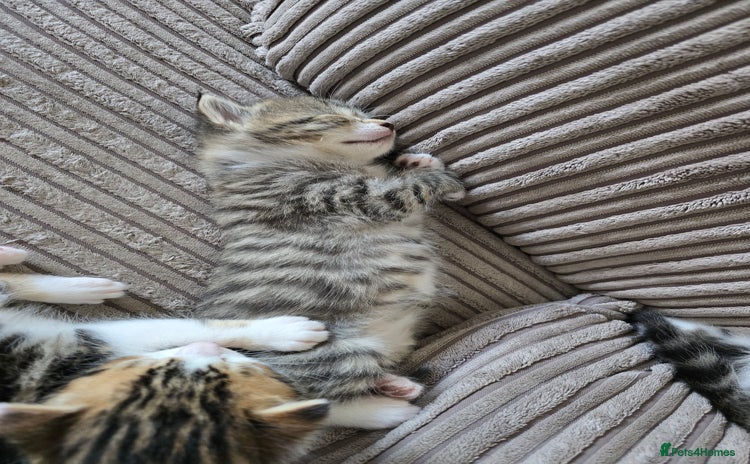 Mixed Breed cats - Advert 8
