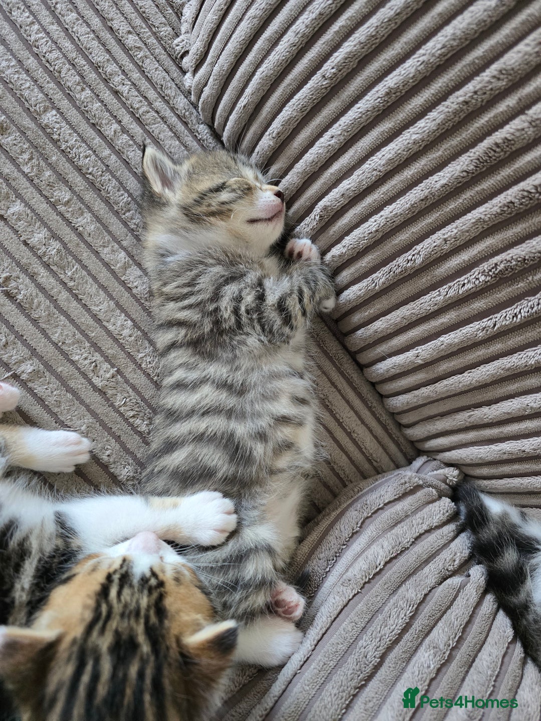 Mixed Breed cats for sale: Kittens  - Image 1