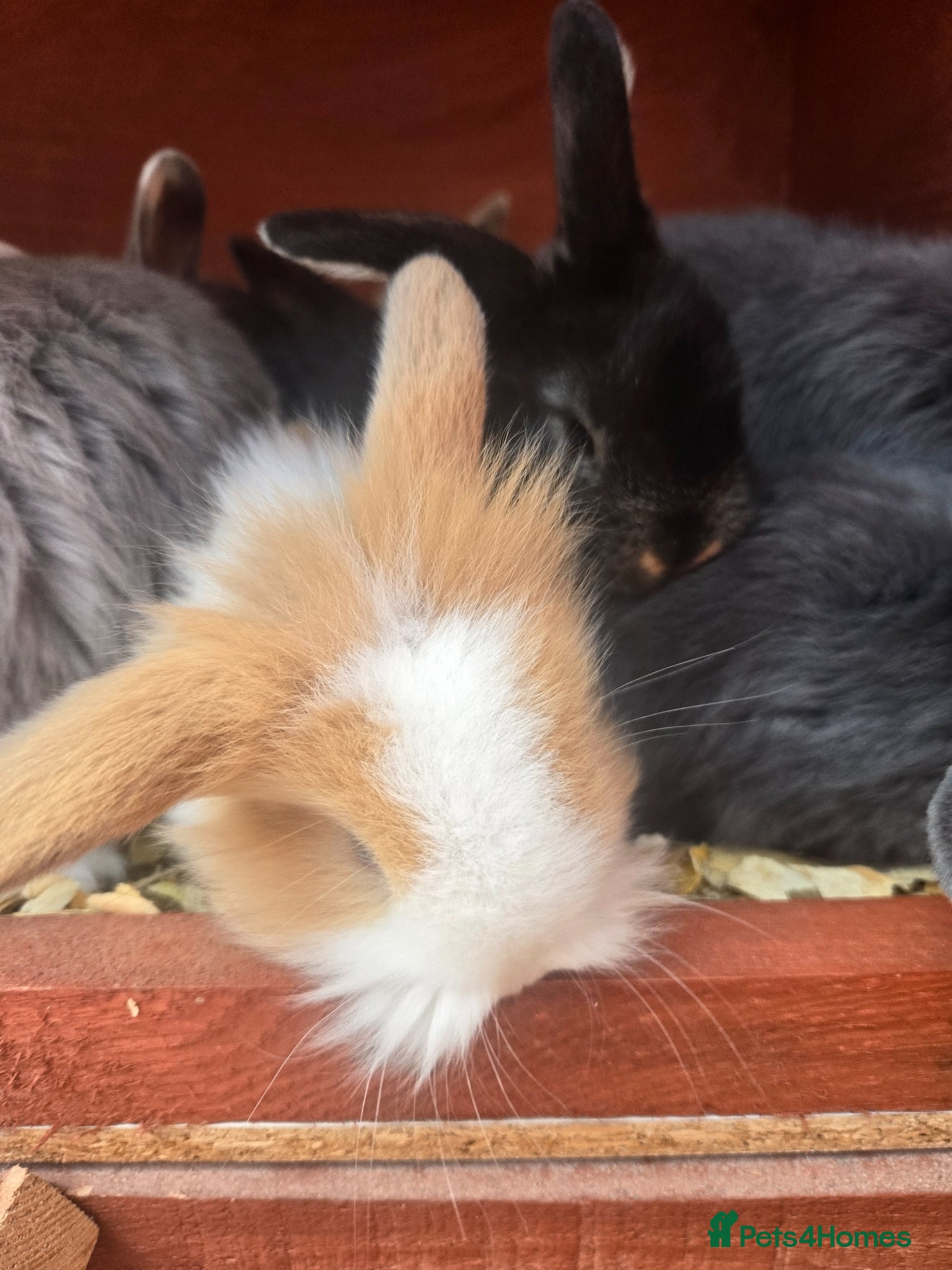 Mini Lop rabbits Stunning mini lop bunnies - Advert 6