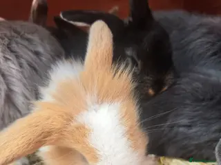 Mini Lop rabbits Stunning mini lop bunnies - Advert 6