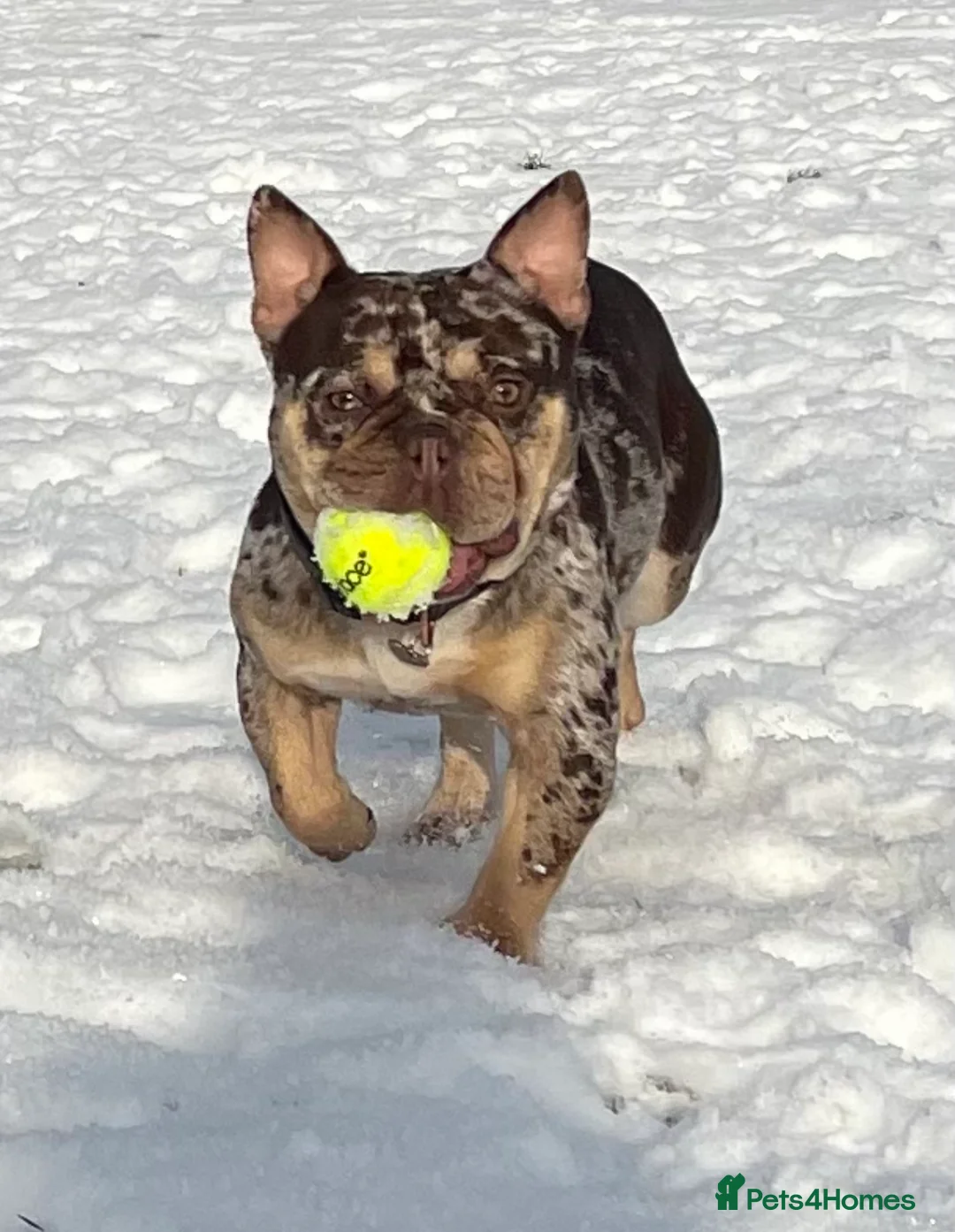 French Bulldog dogs for stud: Rojo & tan Merle carrying fluffy  in Kings Langley - Advert 4