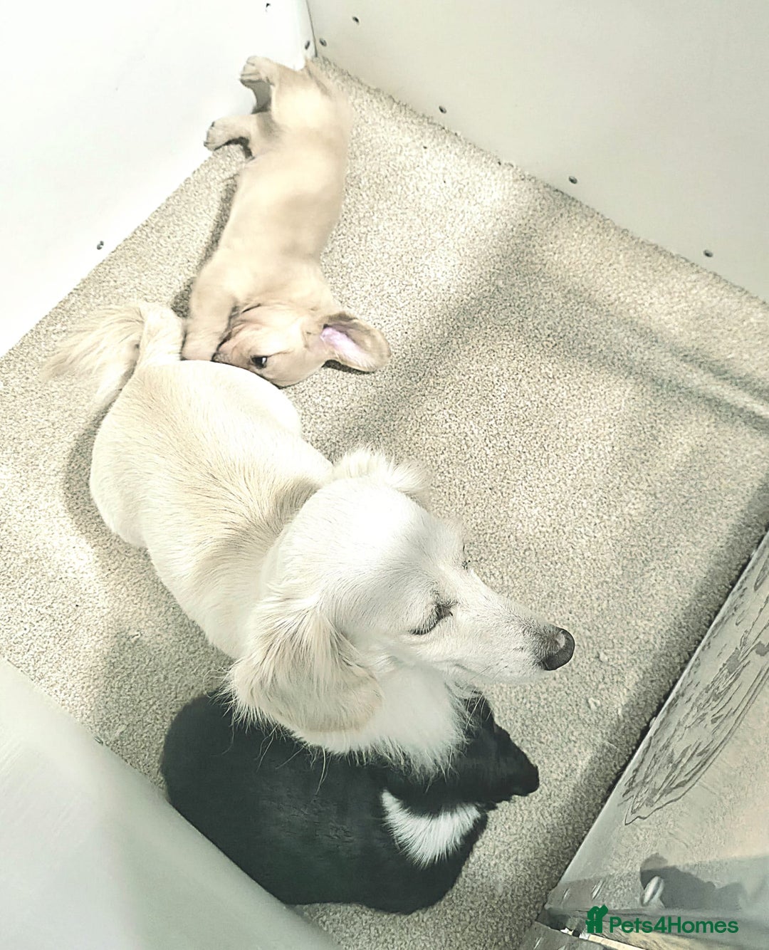 Miniature Dachshund dogs for sale: Longhaired Minature Dachshunds  - Image 13