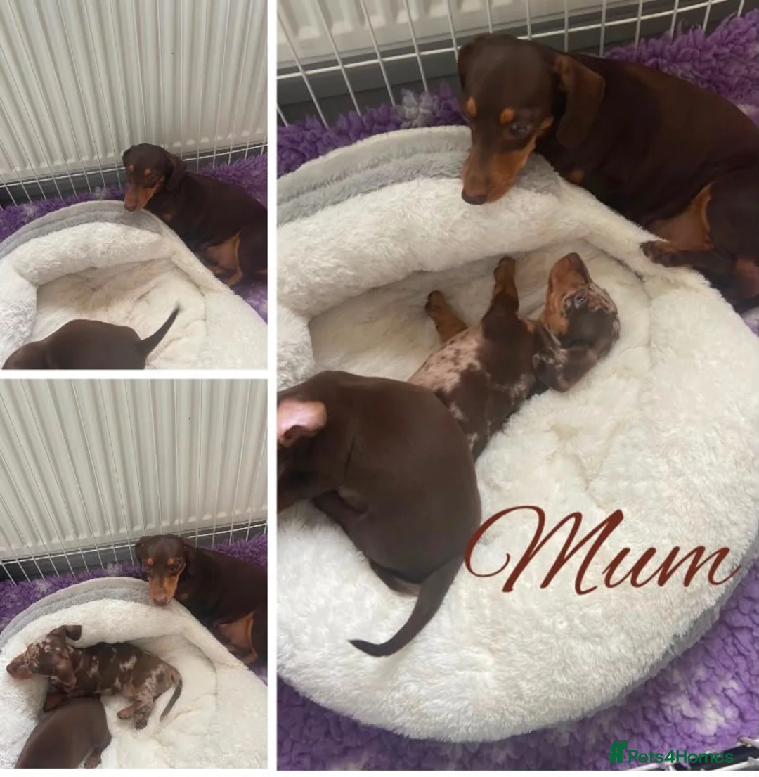 Miniature Dachshund dogs for sale: 4 True miniature dachshund boys  - Advert 2
