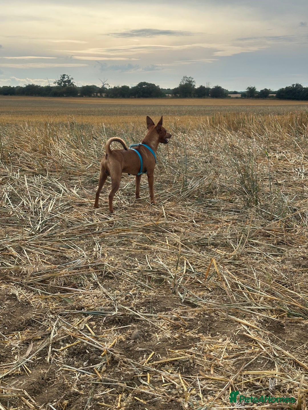 Miniature Pinscher dogs for sale: Loving Homes Wanted for Two Miniature Pinschers - Advert 17