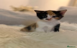 Mixed Breed cats for sale: Gorgeous kittens for sale  - Image 8