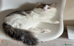Persian cats for sale: Beautiful Persian ready to go - Image 2