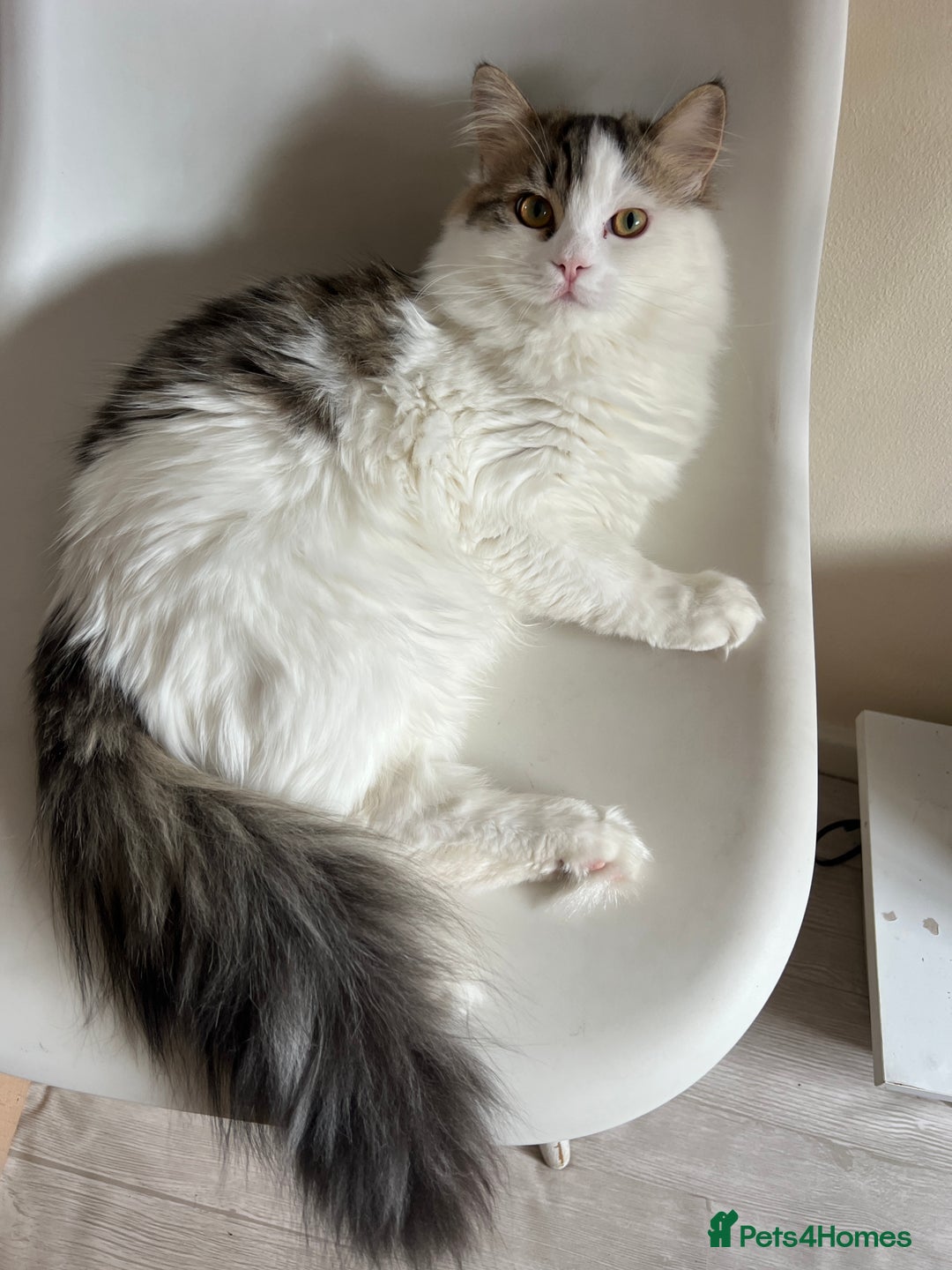 Persian cats for sale: Beautiful Persian ready to go - Image 2