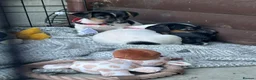 Jack Russell dogs for sale: 🐶 Gorgeous Jack Russell Puppies 🐶 - Advert 5