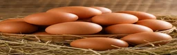 Chickens poultry for sale: 6 x Fertile Hatching Eggs Farmyard Mix large fowl in Bilston - Advert 2