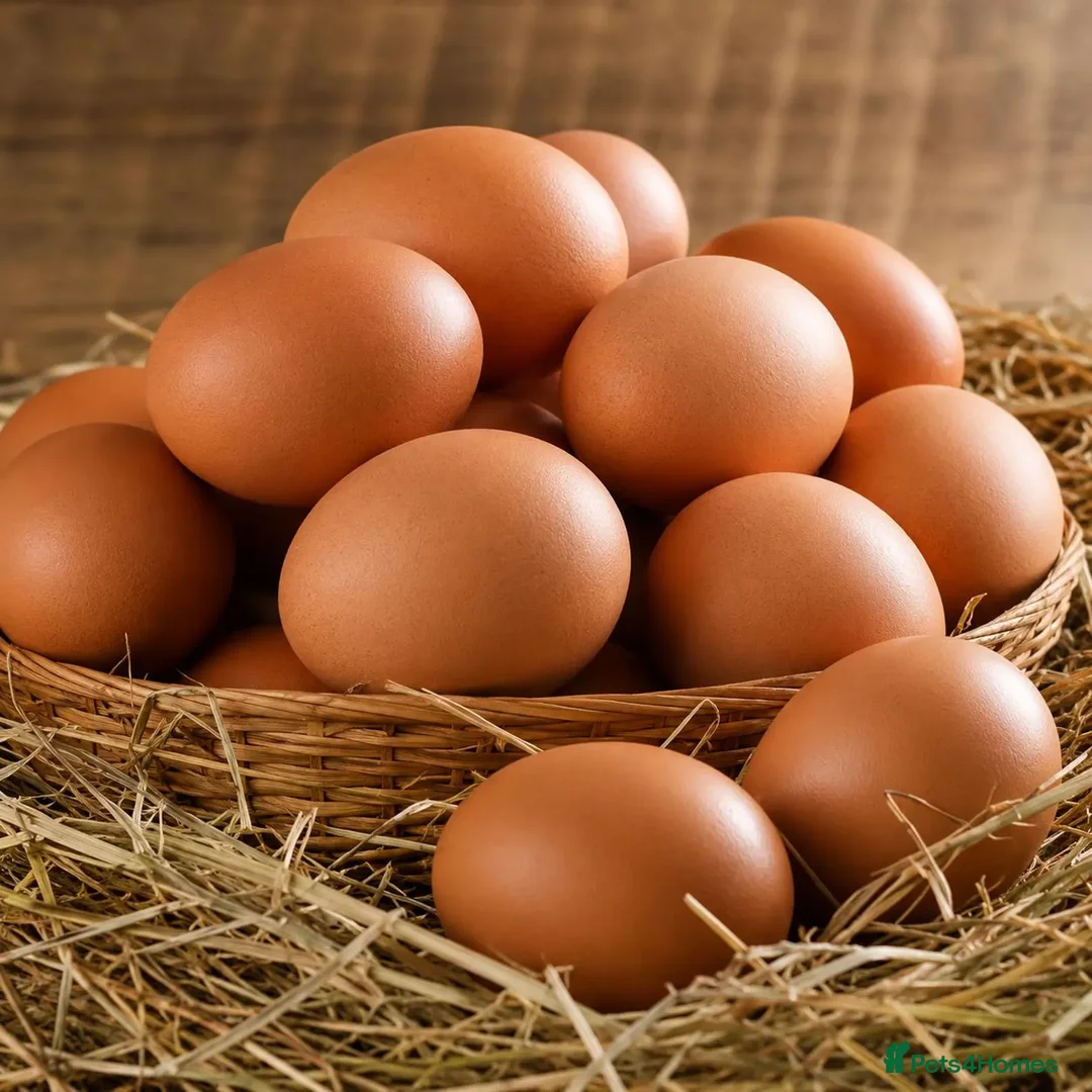 Chickens poultry for sale: 6 x Fertile Hatching Eggs Farmyard Mix large fowl in Bilston - Advert 2