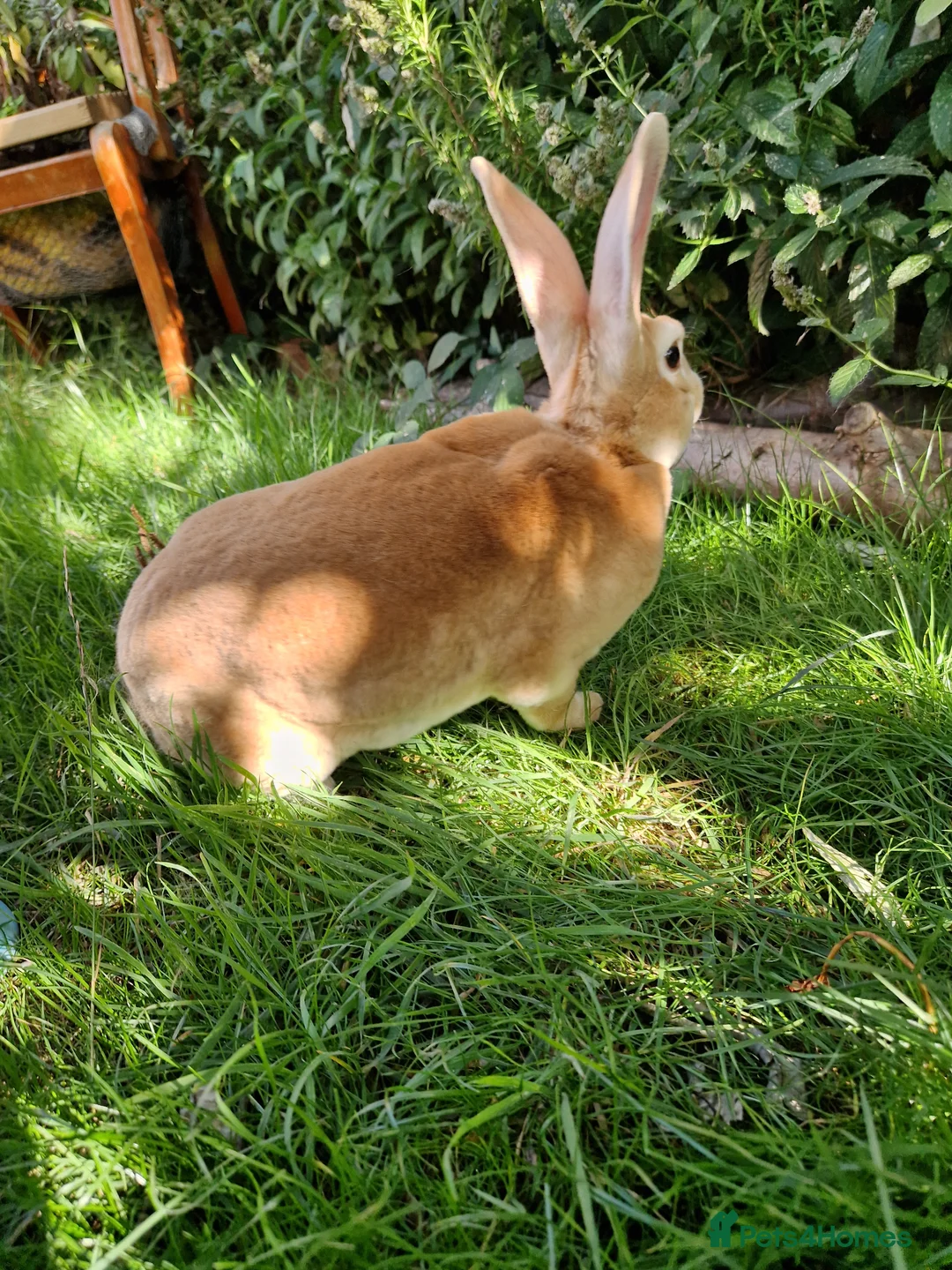 Rex rabbits for sale: Standard rex male  - Advert 2