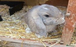 Mini Lion Lop rabbits for sale: **SOLD** Beautiful Mini Lion Lops **SOLD** - Image 6