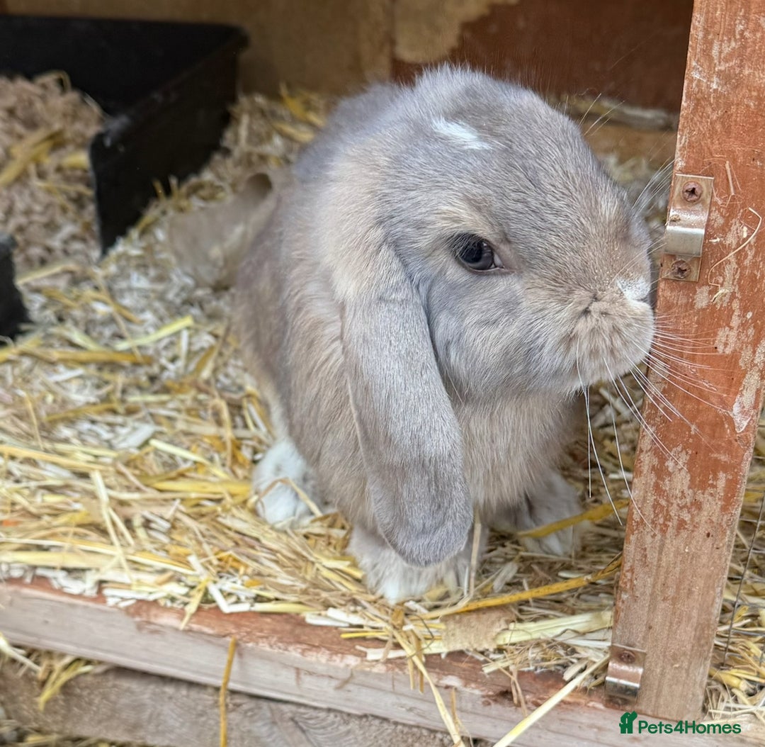 Mini Lion Lop rabbits for sale: **SOLD** Beautiful Mini Lion Lops **SOLD** - Image 6