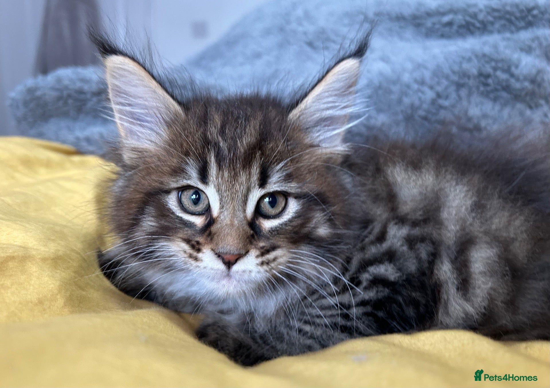 Maine Coon cats Stunning XL Male Kitten: TICA Pedigree Maine Coon - Advert 1