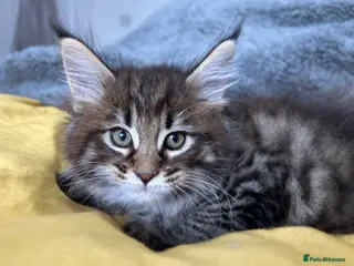 Maine Coon cats Stunning XL Male Kitten: TICA Pedigree Maine Coon - Advert 1