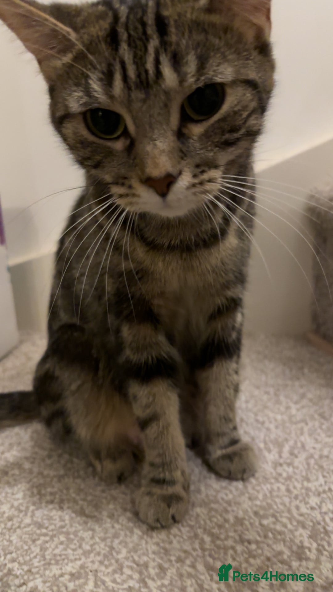 Mixed Breed cats for sale: FREE beautiful tabby urgently needs rehoming - Advert 4