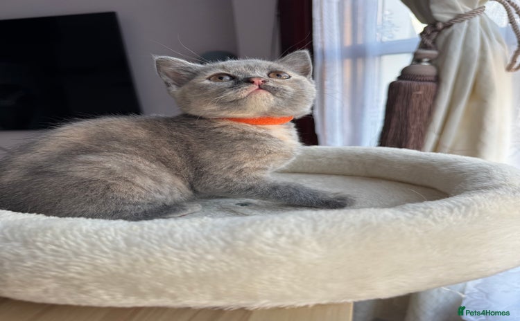 British Shorthair cats - Advert 1