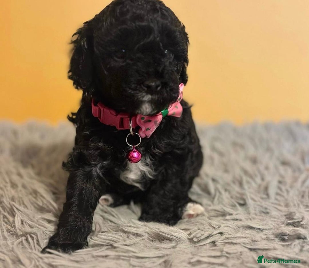 Cockapoo dogs for sale: Cockapoo Pups  - Image 4